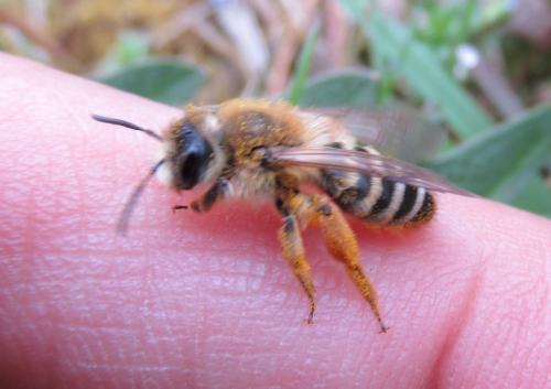 Andrena gravida